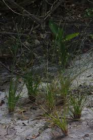 Image result for Xyris anceps