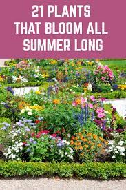 The species form has clusters of white flowers, but cultivars are available that offer flowers in many colors. 21 Plants That Bloom All Summer Long Summer Plants Plants Planting Flowers