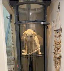 A questo cane di 15 anni viene regalato un ascensore per evitargli la sofferenza di salire le scale