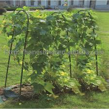 We are a family owned company who manufacture totally british heavy duty solid steel plant supports. Arch Plastic Coated Support Hoops Bendable Plant Support Garden Stakes Sturdy Metal Greenhouse Tunnel For Climbing Plants Buy Support Hoops Bendable Plant Support Climbing Plants Product On Alibaba Com