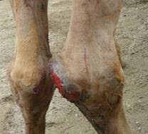 Use the proper surface of the foot to strike the ball follow through toward target. Squamous Cell Carcinoma In A Camelus Dromedarius A Case Report