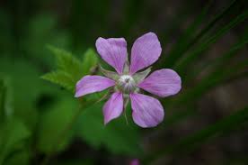 Image result for Rubus runssorensis
