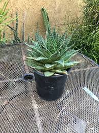 Image result for Aloe carnea