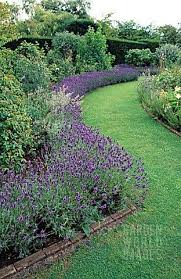 Lavender Border I Soo Want To Do This But I Have North Facing Home In So Cal And Lavender Doesn T Thrive Lavender Garden Beautiful Gardens Garden Landscaping