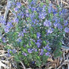 Veronica 'Shirley Blue'