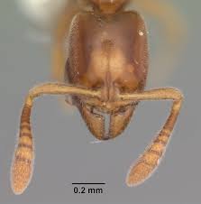 Image result for Zornia punctatissima