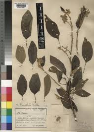 Image result for Solanum tettense