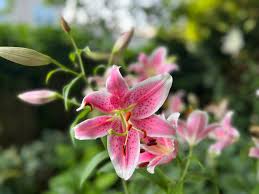 雨露中的花「滴血的心」 | zhoufengsuO的沙龍