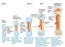It is also most commonly found in the ribs, nose, larynx, and trachea. How Our Bones Are Develop Anatomy And Physiology Hyaline Cartilage Physiology