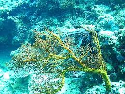 Menikmati pemandangan laut sambil menikmati sunset yang indah. Pemandangan Bawah Laut Bagus Ulasan Taman Laut Nasional Bunaken Pulau Bunaken Indonesia Tripadvisor