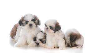 Shih tzus are true companion dogs. Litter Of Five Shih Tzu Puppies Stock Photo Image Of Puppy Emotion 106348094