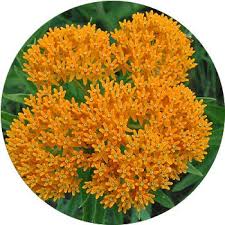 Each delivery comes with a personalized card message, to meet the plant delivery perfect. 27 Types Of Orange Flowers Proflowers Blog