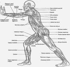 Her body of work encompasses drawing tutorials, graphic design, illustration, comic books, digital games and children's. Image Result For Free Printable Anatomy And Physiology Coloring Pages Human Muscle Anatomy Muscle Anatomy Anatomy Coloring Book