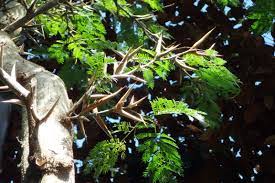 Image result for Acacia goetzei