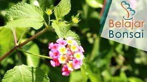 Jika kamu memang ingin mencarinya maka lebih baik mencari tahu informasi secara jelas dan rinci, karena tak jarang juga pohon jenis lain yang sangat mirip. Mengenal Bahan Bonsai Lantana Di Alam Liar Tembelekan Bonsai Alam