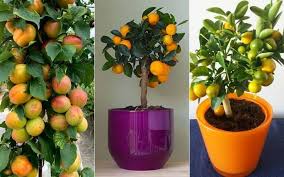When do satsuma trees produce fruit. 15 Best Indoor Fruit Trees That Will Thrive In Your Living Room