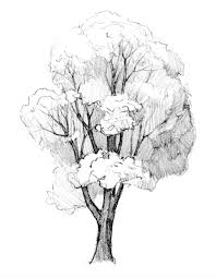 How To Draw Tree By Pencil Tips Trees Drawing Tutorial Tree Drawing Tree Drawings Pencil