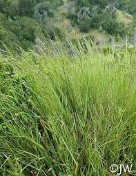 Image result for Agrostis