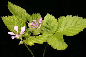 Image result for Rubus steudneri