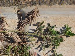 Image result for Indigofera spicata