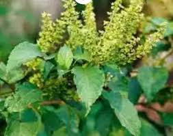 Image result for Carpolobia