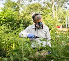 Man In Face Mask And Gloves Spraying Insecticide On Tomato Plants Stock Photo Picture And Royalty Free Image Image 20245753