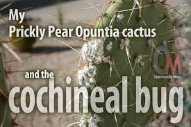 Check out our prickly pear cactus selection for the very best in unique or custom, handmade pieces from our succulents shops. My Prickly Pear Opuntia Cactus Had A Cochineal Bug Infestation