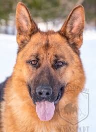 Beautiful coats, disposition, and conformation. Select Shepherds Expect No Less Accept No Less