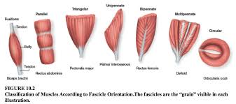 Many muscles derive their names from their anatomical region. Intro To Myology The Structural And Functional Organization Of Muscles Flashcards
