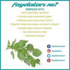 Isirgan Otu Isirgan Otunun Faydalari Faydalari Zararlari Faydalarine Faydalarine Otlar Saglikli Yasam Tarzi Saglik