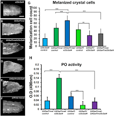 Ovary protein extraction by sample homogenization. Differential Modulation Of The Cellular And Humoral Immune Responses In Drosophila Is Mediated By The Endosomal Arf1 Asrij Axis Scientific Reports