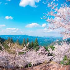 Di bulan februari, musim dingin masih berlanjut. Ini Jadwal Lengkap Musim Sakura Jepang Tahun 2019