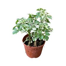 Image result for Polyscias kivuensis