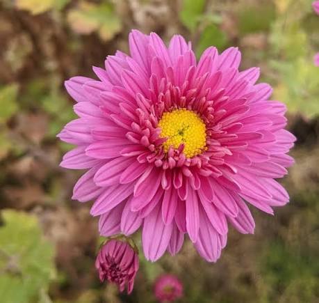 Chrysanthemum Grandiflora Sapling