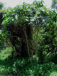 Image result for Neoboutonia melleri