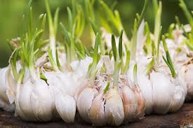 If purchasing, look for garlic sold specifically for planting. How To Plant Grow And Harvest Garlic