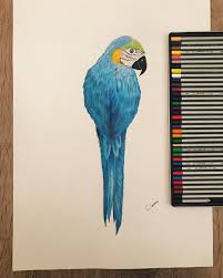 spix macaw sari mavi ara papagani uzun kuyruklari ve sari mavi renkte ki tuyleri ile dunya da taninan bir papagan turudur kokenleri cizim drawing sanat