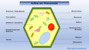 Praktische tipps arbeitsblatt auf folie das arbeitsblatt sollte zur sicherung der ergebnisse auf eine folie kopiert werden. Arbeitsblatt Aufbau Der Pflanzen Zelle Light Microscope