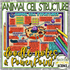 Doodle notes can be used for initial ins. Doodle Notes Animal Cells Worksheets Teaching Resources Tpt