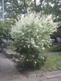 We did not find results for: Salix Integra Hakuro Nishiki Japanese Dappled Willow Nishiki Willow North Carolina Extension Gardener Plant Toolbox