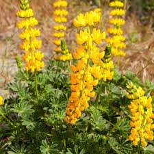 Image result for Lupinus mexicanus