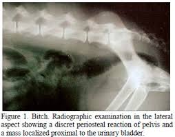 Learn about bone cancer from cleveland clinic. Scielo Brasil Pelvic Osteosarcoma Ressection In A Bitch Case Report Pelvic Osteosarcoma Ressection In A Bitch Case Report