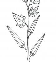 It grows in a temperate climate. Top Ladies Finger Coloring Pages For Your Little Ones Coloring Pages