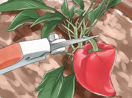 How To Grow Chili Peppers Indoors Stuffed Peppers Growing Bell Peppers Growing Chili Peppers