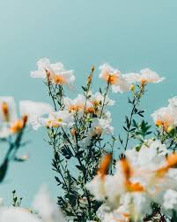 Pinterest Hannesintnicolaas In 2020 Nature Photography Aesthetic Backgrounds Aesthetic Pictures