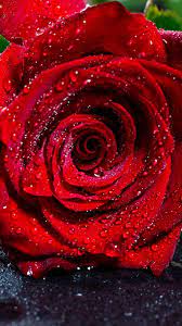 Download Wallpaper 1080x1920 Rose Bud Drops Red Flower Wet Samsung Galaxy S4 S5 Note Red Flower Wallpaper Rose Flower Wallpaper Flower Iphone Wallpaper