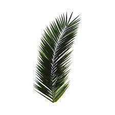 Palm Trees Png 781 Png Palm Tree Png Palm Tree Leaves Palm Tree Tattoo