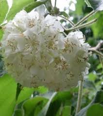 Image result for Dombeya