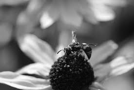 If you live in or near mill park you may be experiencing a problem with a number of different critters. A Is For Apiculture B Is For Bee C Is For Colony Collapse Disorder P Is For Pollinator Parks Chapter 5 The Management Of Insects In Recreation And Tourism