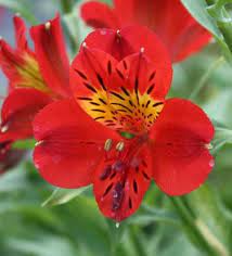 Show Details For Alstroemeria Red Sensation Red Flowers Beautiful Flowers Alstroemeria